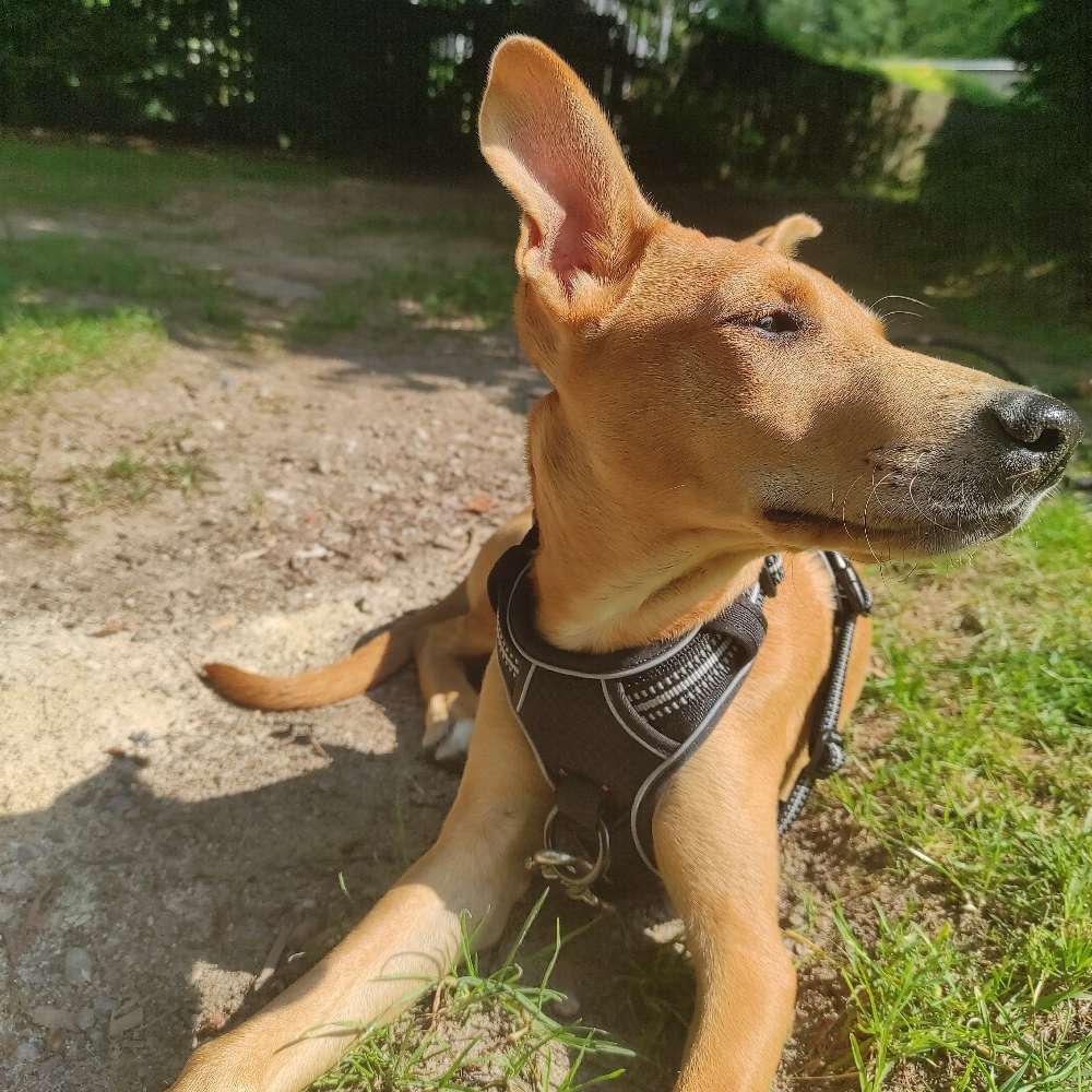 Hundetreffen-Junghundtreff / Spielkameraden-Profilbild