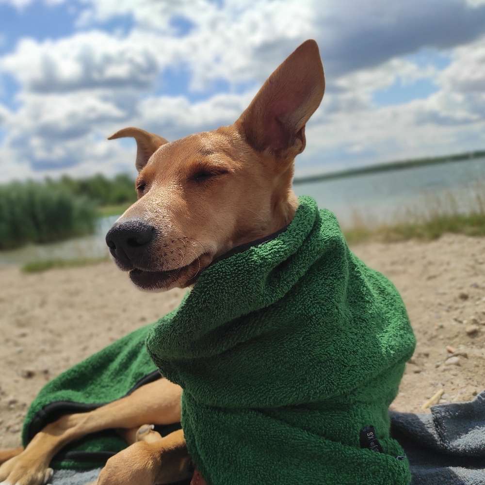 Hundetreffen-Junghundtreff / Spielkameraden-Profilbild