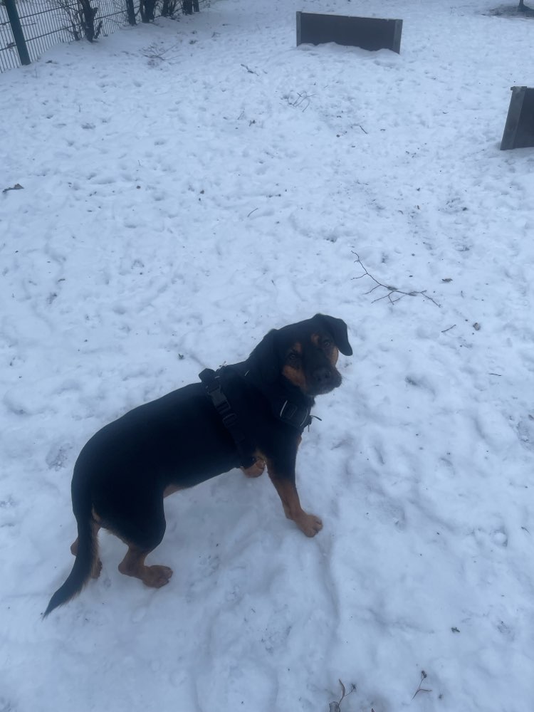 Hundetreffen-Gassi Runden/hundespielplatz-Profilbild