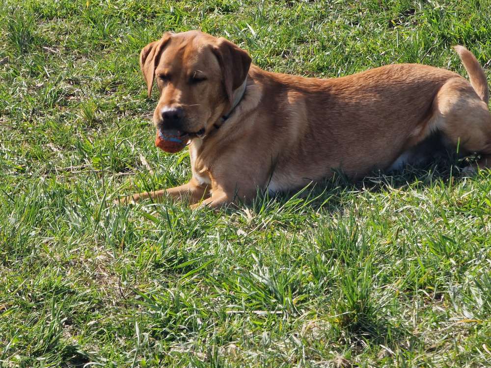 Hundetreffen-Einfach mal treffen spielen Austausch-Profilbild