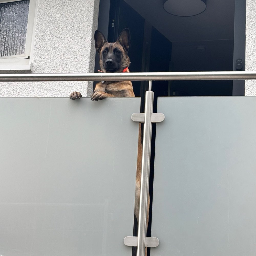 Hundetreffen-🐾 Liebevolle Betreuung für unsere Sky gesucht 🐾-Profilbild