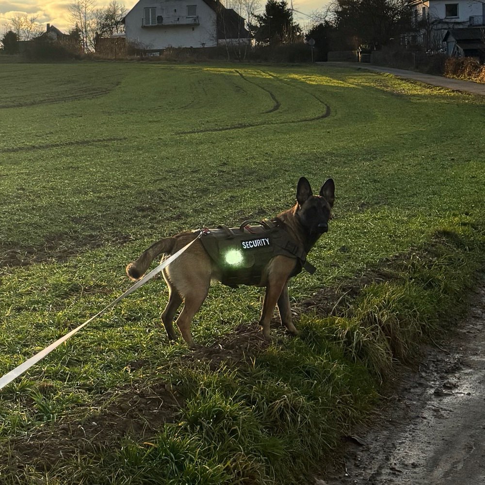 Hundetreffen-🐾 Spiel- und Spazierpartner für unsere Sky gesucht 🐾-Profilbild