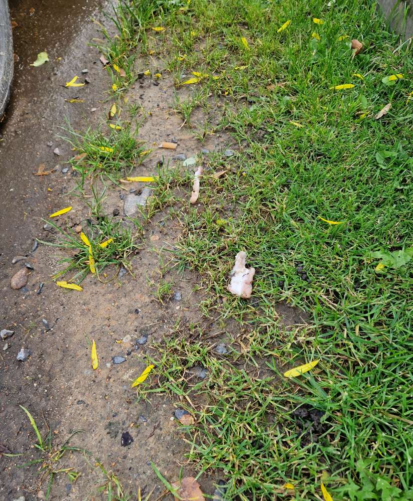 Giftköder-Giftköder-Profilbild