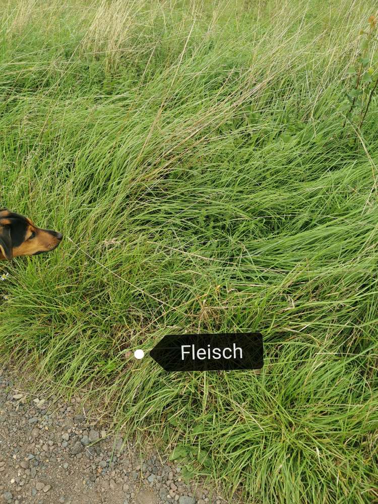 Giftköder-Verdächtige Fleischstücke-Profilbild