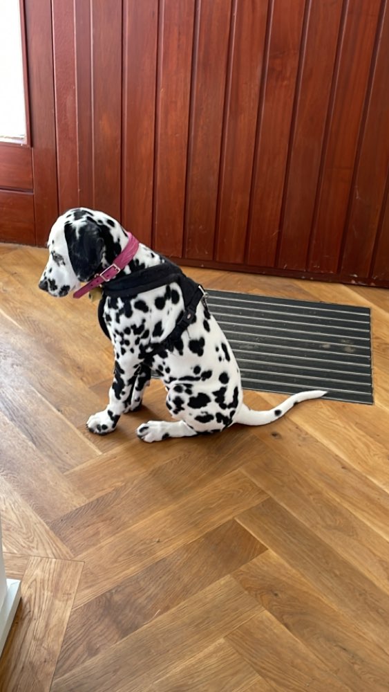 Hundetreffen-Dalmatinermädchen sucht Freunde-Profilbild