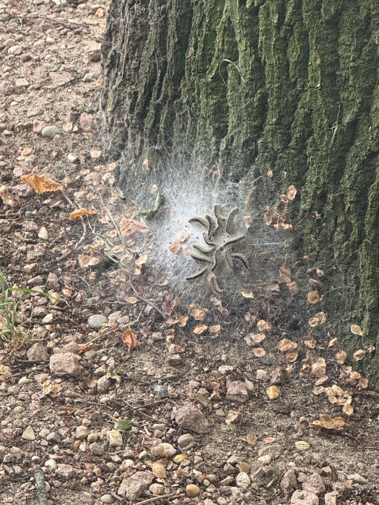 Giftköder-Eichenprozessionsspinner-Profilbild