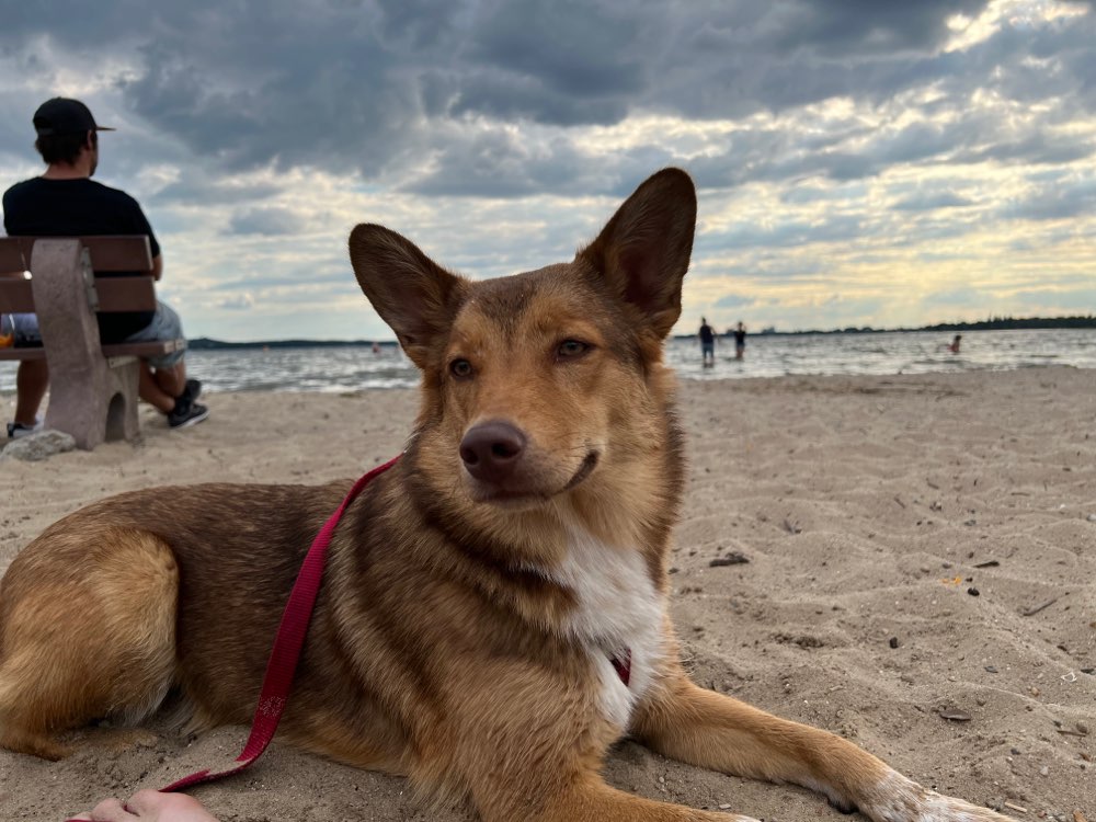 Hundetreffen-Gassi, spielen und Training-Profilbild