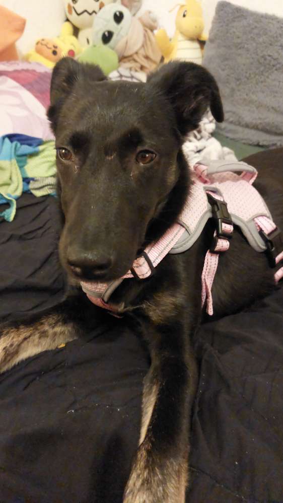 Hundetreffen-Gassirunde in grünau-Profilbild