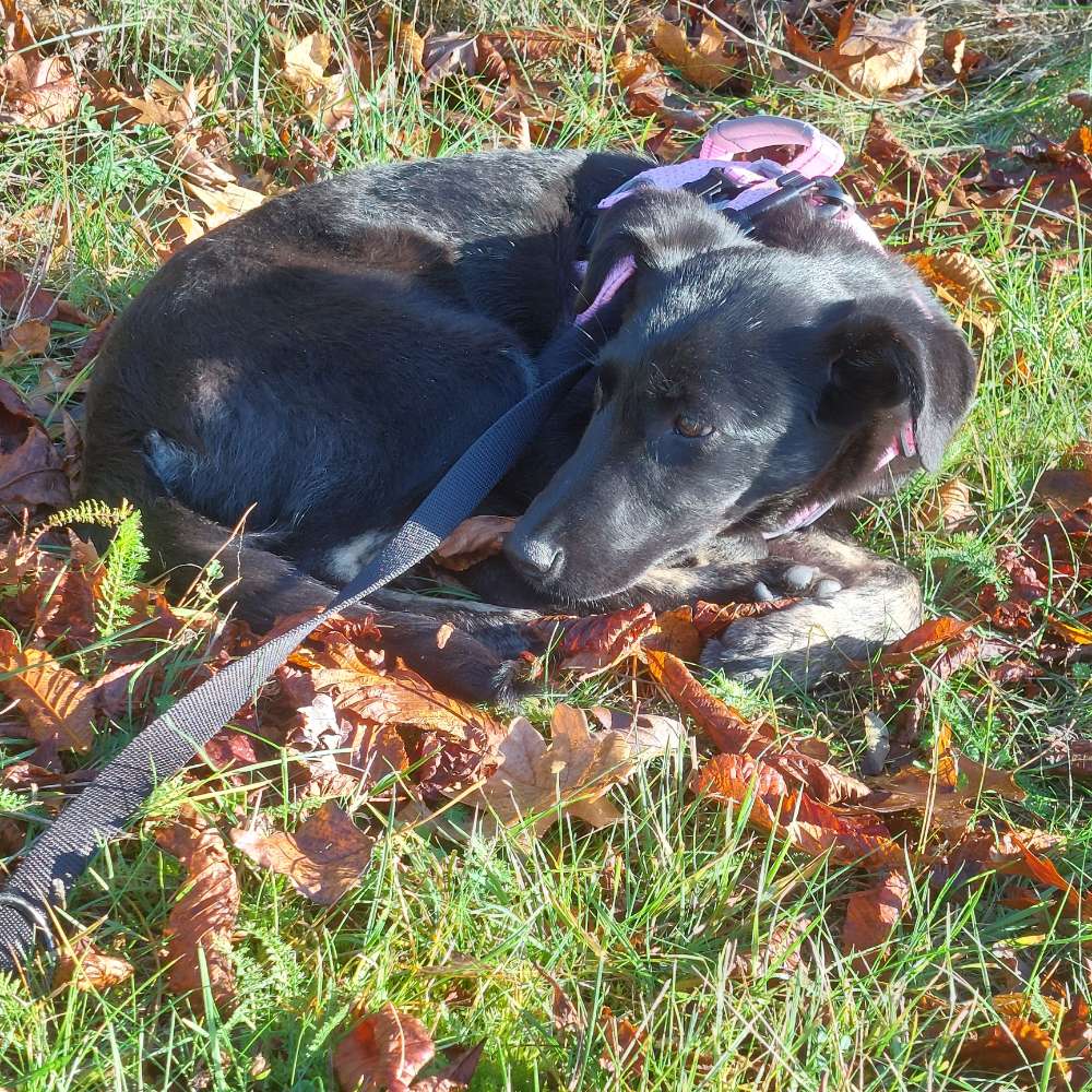 Hundetreffen-Gassi Runde in der Ecke Grünau <3-Profilbild