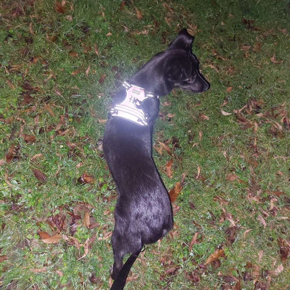 Hundetreffen-Gassirunde mit Ängstlicher Hündin-Profilbild