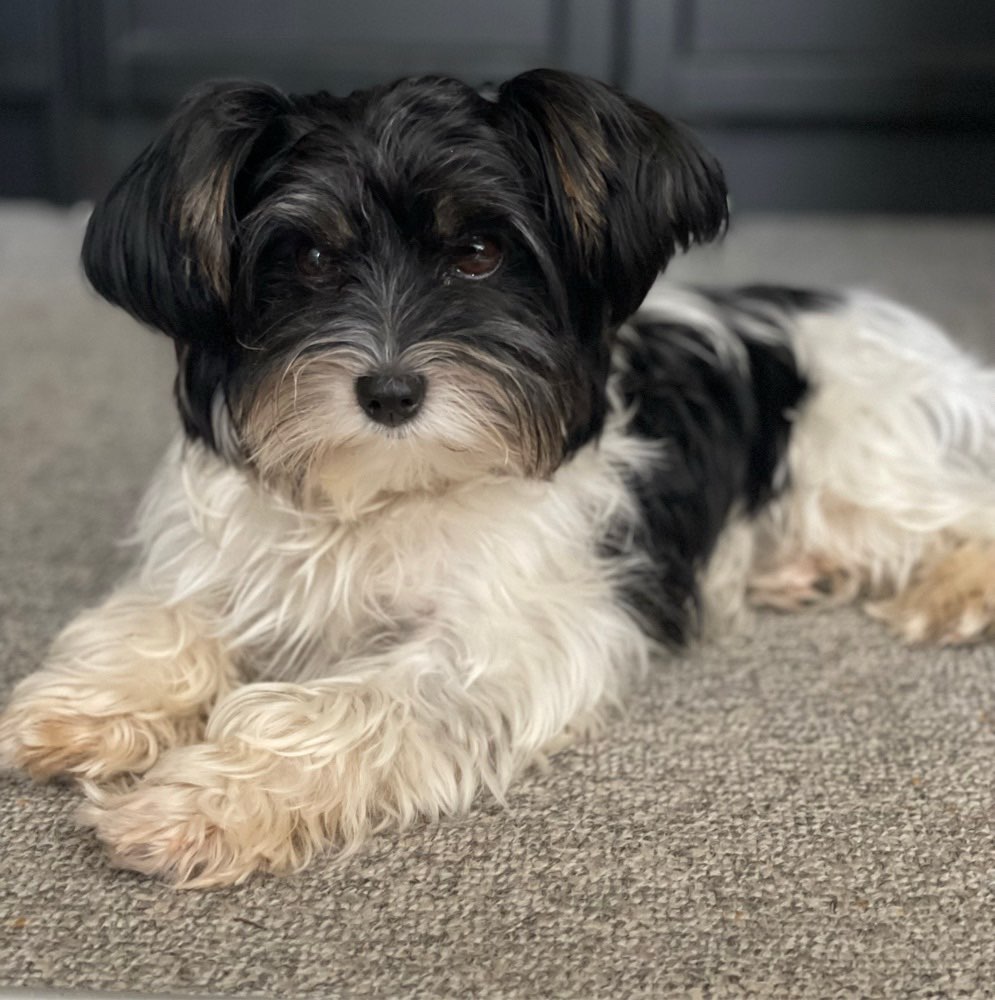 Hundetreffen-Spaziergänge in Solothurn-Profilbild