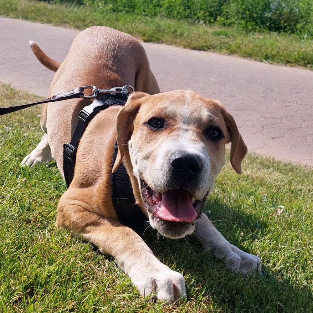 Hundetreffen-Spielen und Toben-Profilbild