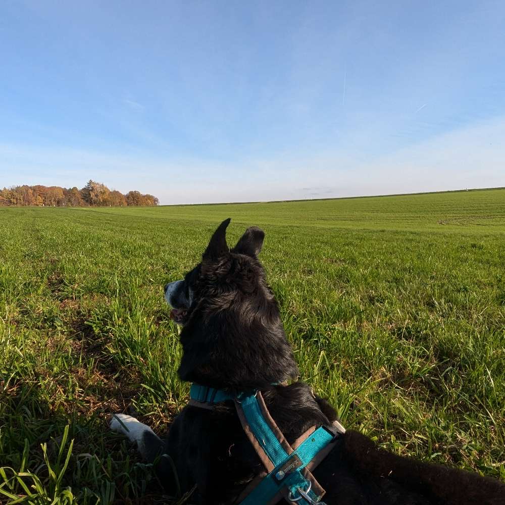 Hundetreffen-Gassirunde 🙃-Profilbild