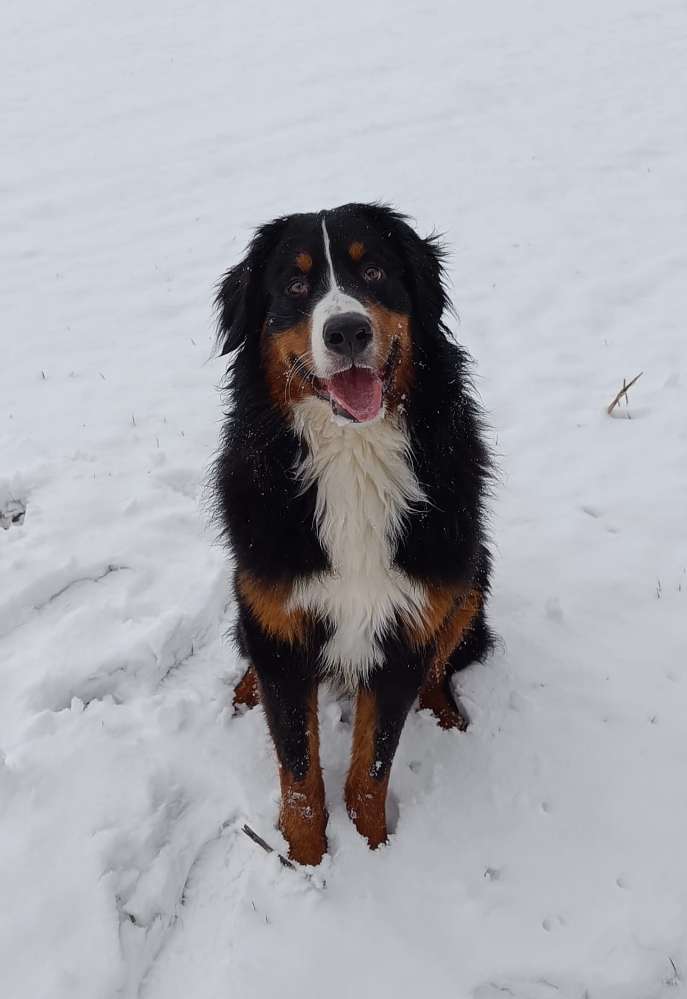 Hundetreffen-Spielen und Spass haben-Profilbild