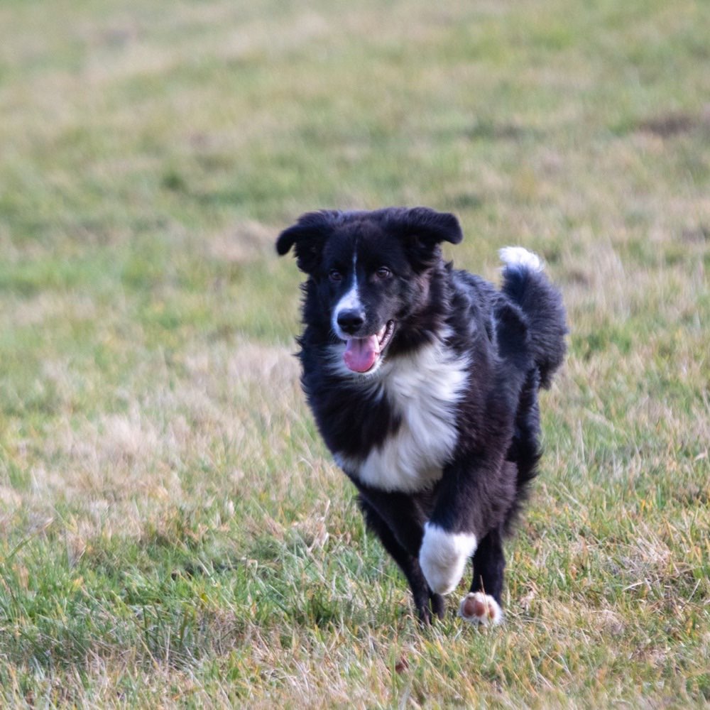Hundetreffen-Gassi oder Spiel Runde 🐾-Profilbild