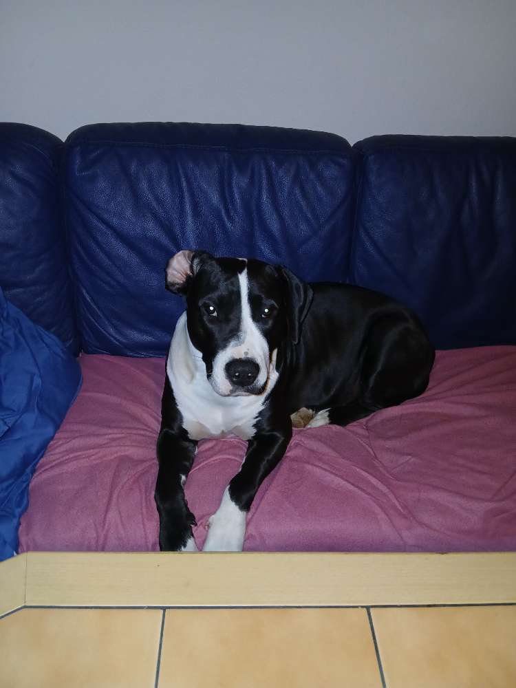 Hundetreffen-Zum Spazieren gehen-Profilbild