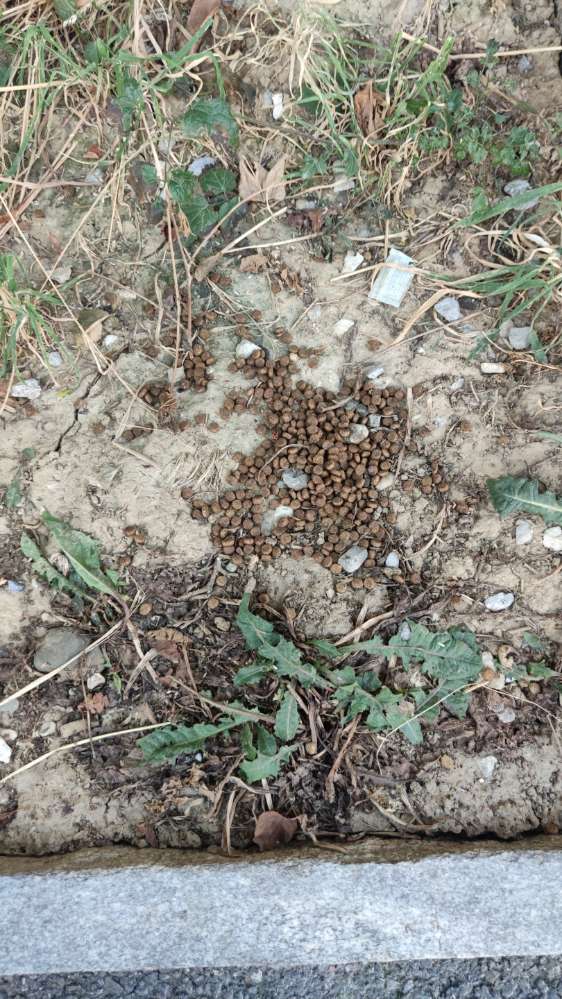 Giftköder-Katze-/Hundefutter-Profilbild