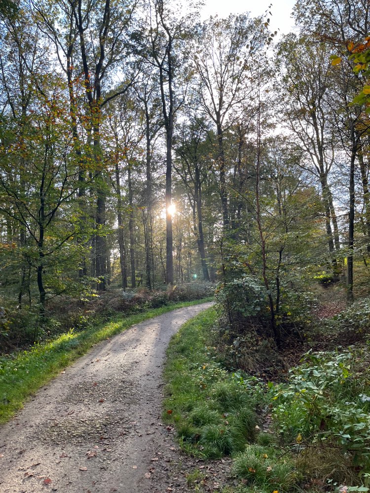 Hundetreffen-Wald und Wiesen-Profilbild