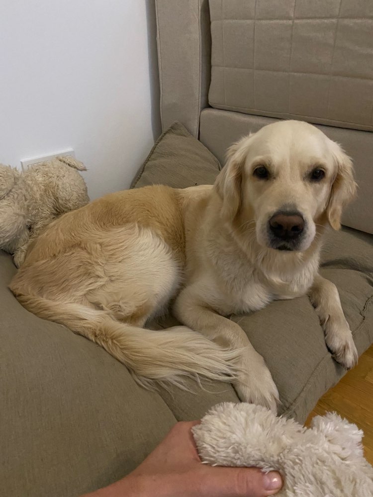 Hundetreffen-Hundespaziergang-Profilbild