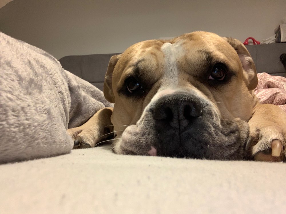 Hundetreffen-Gassi- und Spieltreffen-Profilbild