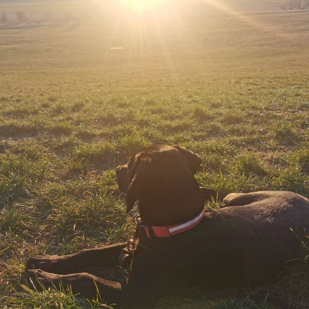 Hundetreffen-Gassi oder Spielrunde-Profilbild