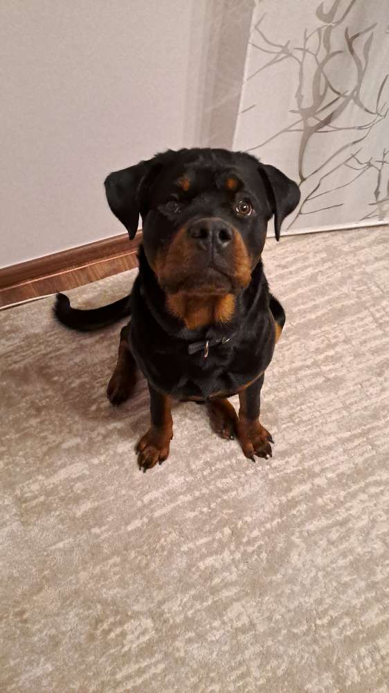 Hundetreffen-Suchen einen Spielkameraden-Profilbild