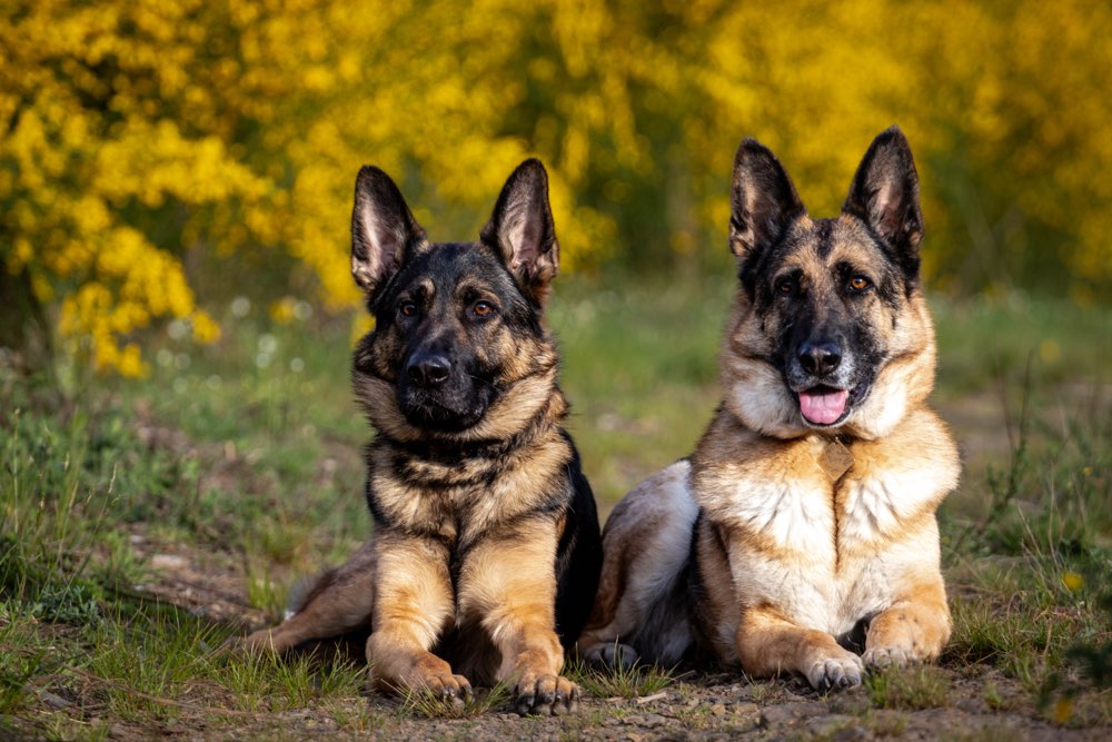 Hundetreffen-Hundebegegnung lernen -wir wollen helfen-Profilbild