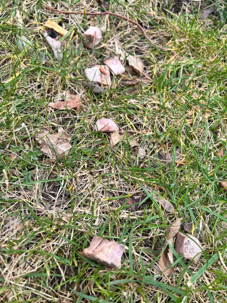 Giftköder-Mögliche Giftköder-Profilbild