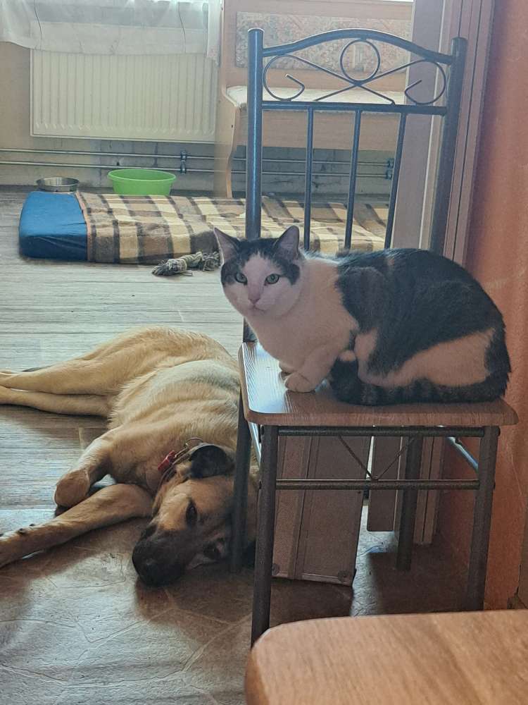 Hundetreffen-Suchen Spielkameraden : )-Profilbild