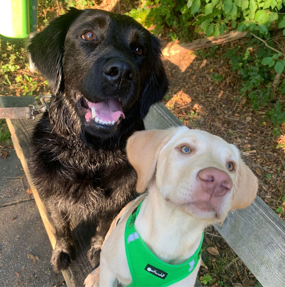 Hundetreffen-Junghunde Menden-Profilbild