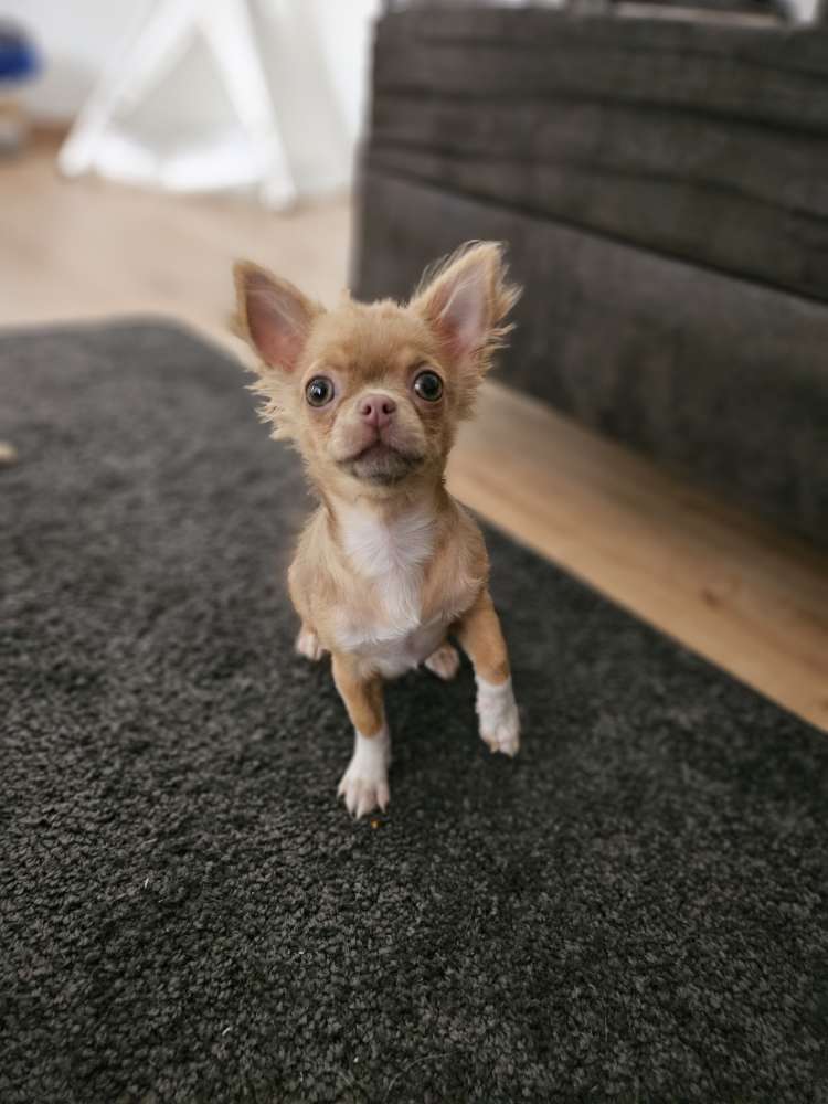 Hundetreffen-Welpentreffen-Profilbild