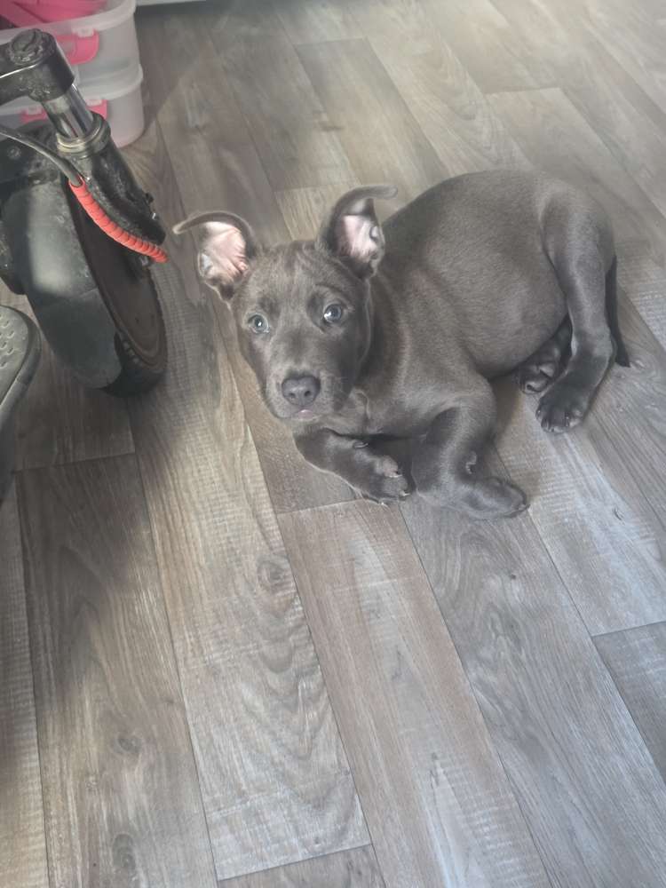 Hundetreffen-Welpen treffen ln Nürnberg-Profilbild