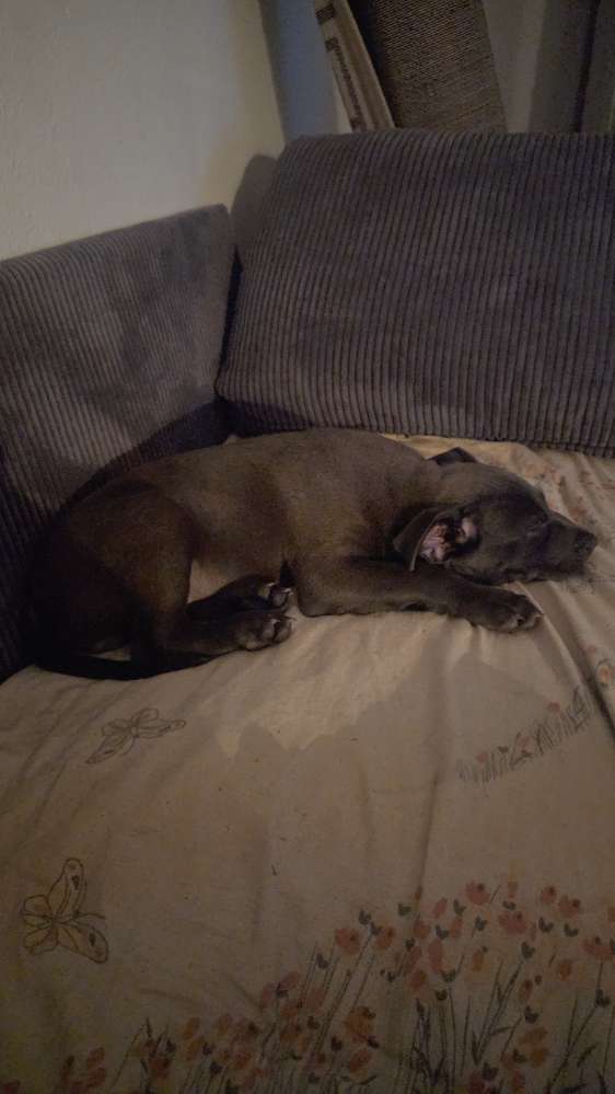 Hundetreffen-In Nürnberg-Profilbild