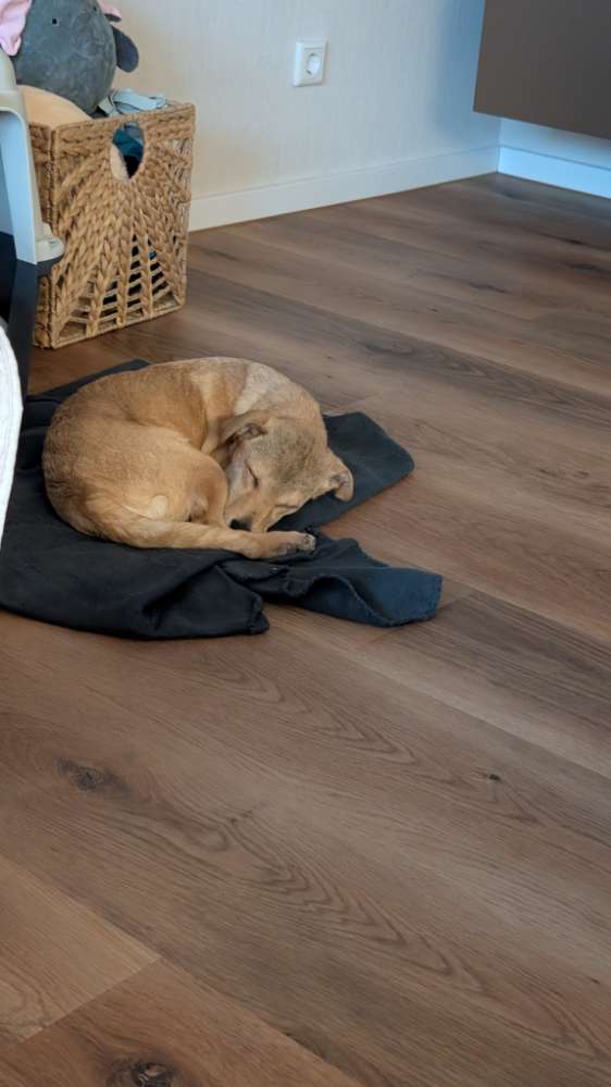 Hundetreffen-Hundesozialisierung in Gronau-Profilbild