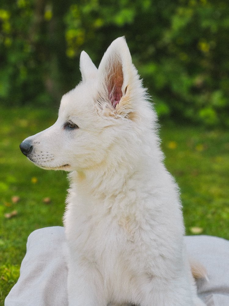 Hundetreffen-Lia sucht Welpen, andere Hunde zum Spielen & Sozialisieren.-Profilbild