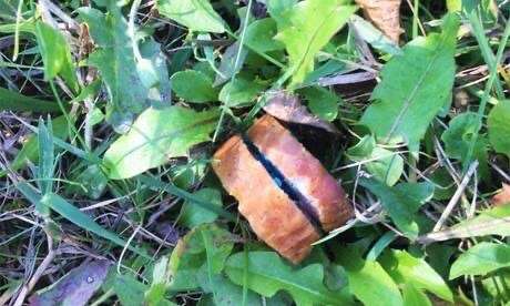 Giftköder-Giftköder in Königswiesen aufgetaucht-Profilbild