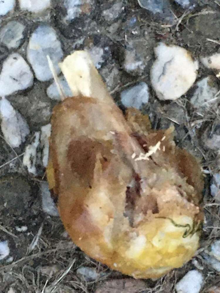 Giftköder-Giftköder-Profilbild