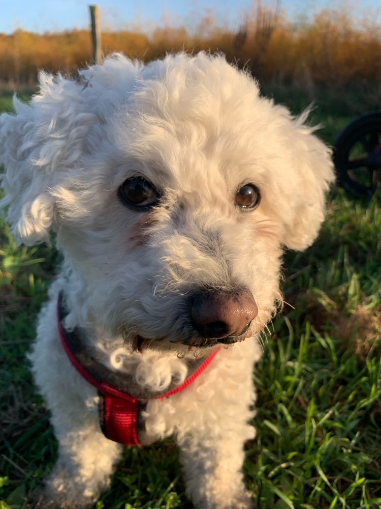 Hundetreffen-Gassirunde-Profilbild