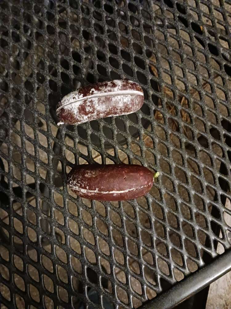 Giftköder-Giftköder-Profilbild