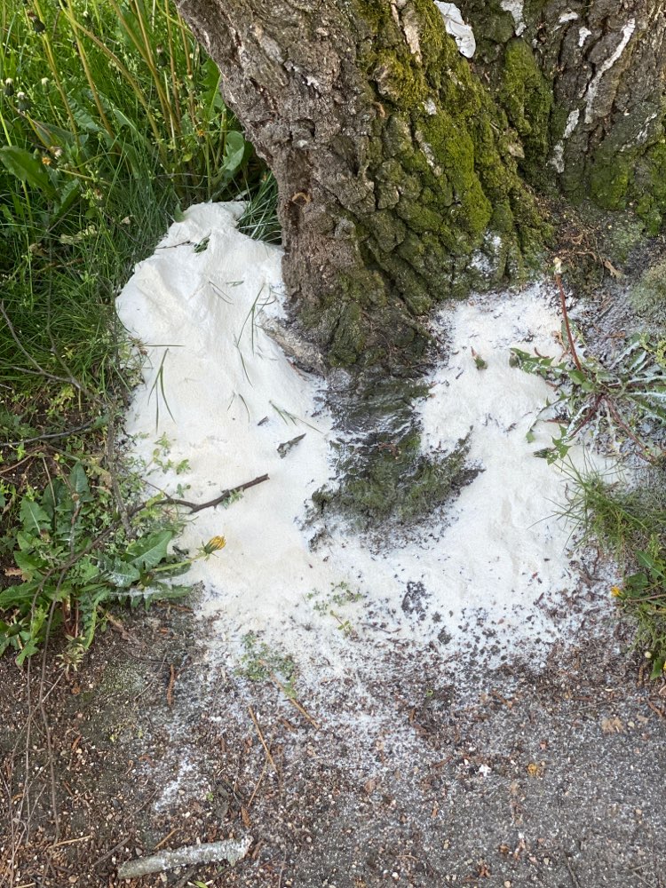 Giftköder-Weißes Pulver-Profilbild