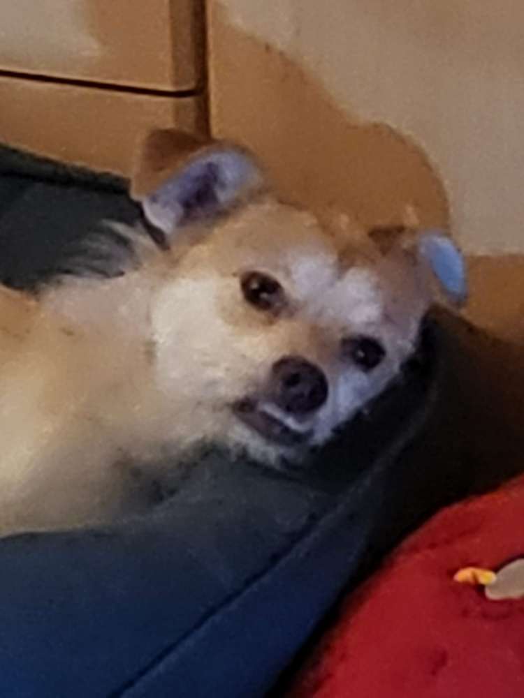 Hundetreffen-Meine Süße Ella ca 3zu Hunde zum spazieren gehen und spielen-Profilbild