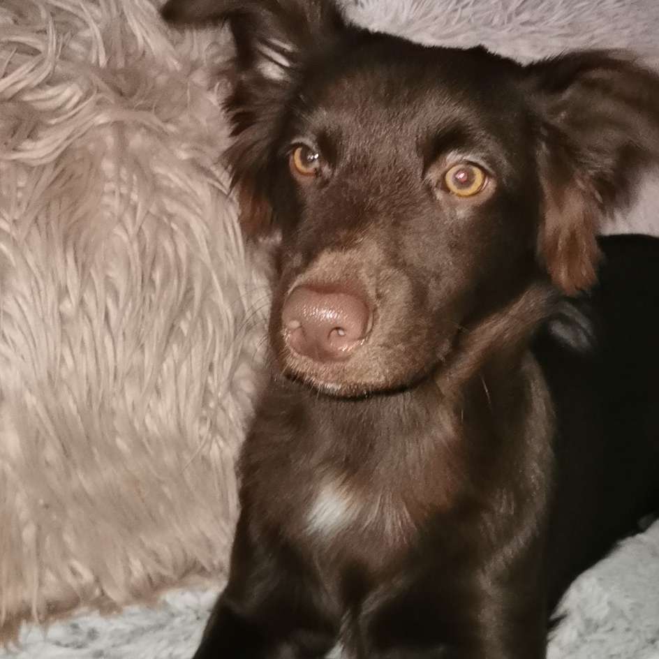 Hundetreffen-Jungtier Treffen-Profilbild