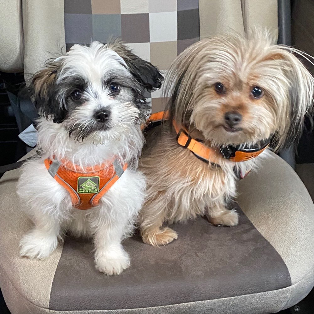 Hundetreffen-kleine Hundefreunde für Bibi und Bonnie-Profilbild
