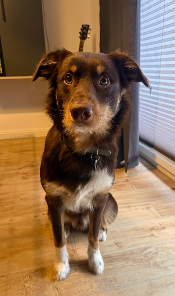 Hundetreffen-Gassirunde und Sozialkontakte-Profilbild