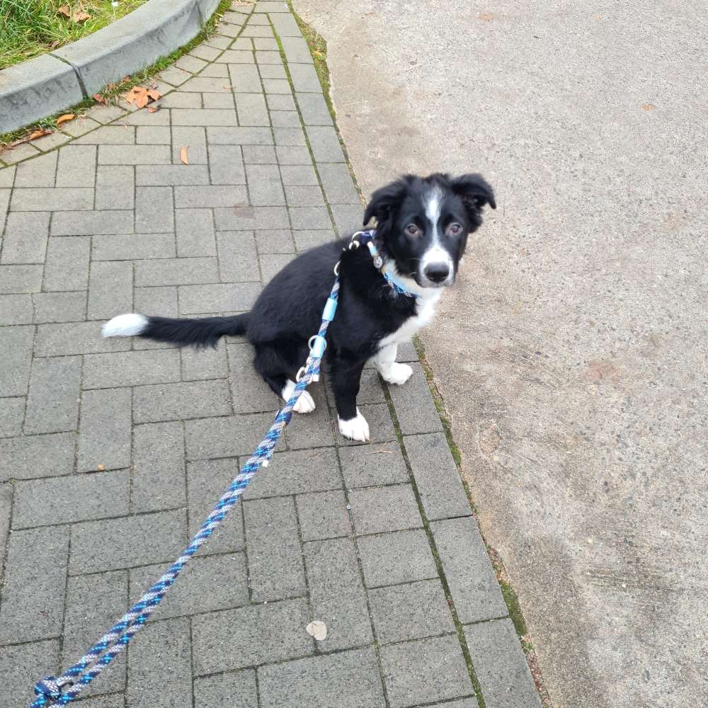 Hundetreffen-Junghunde Spiel&Spaß-Profilbild