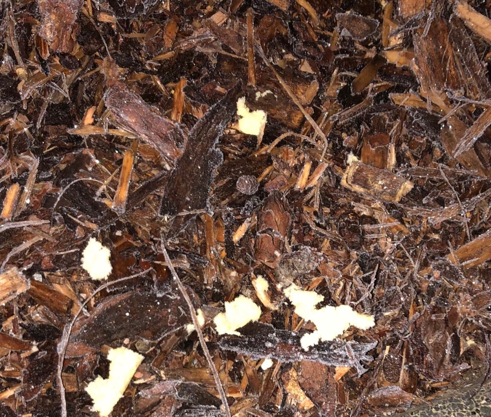 Giftköder-Weiße Krümmel!-Profilbild