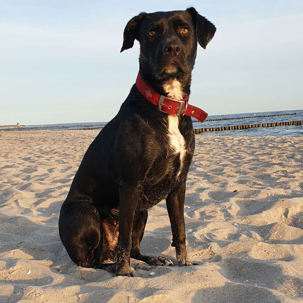 Hundetreffen-Spielfreude für Karin in Burg gesucht.-Profilbild