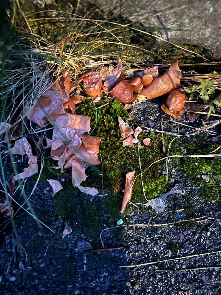 Giftköder-Wursthaufen, möglicher Giftköder-Profilbild