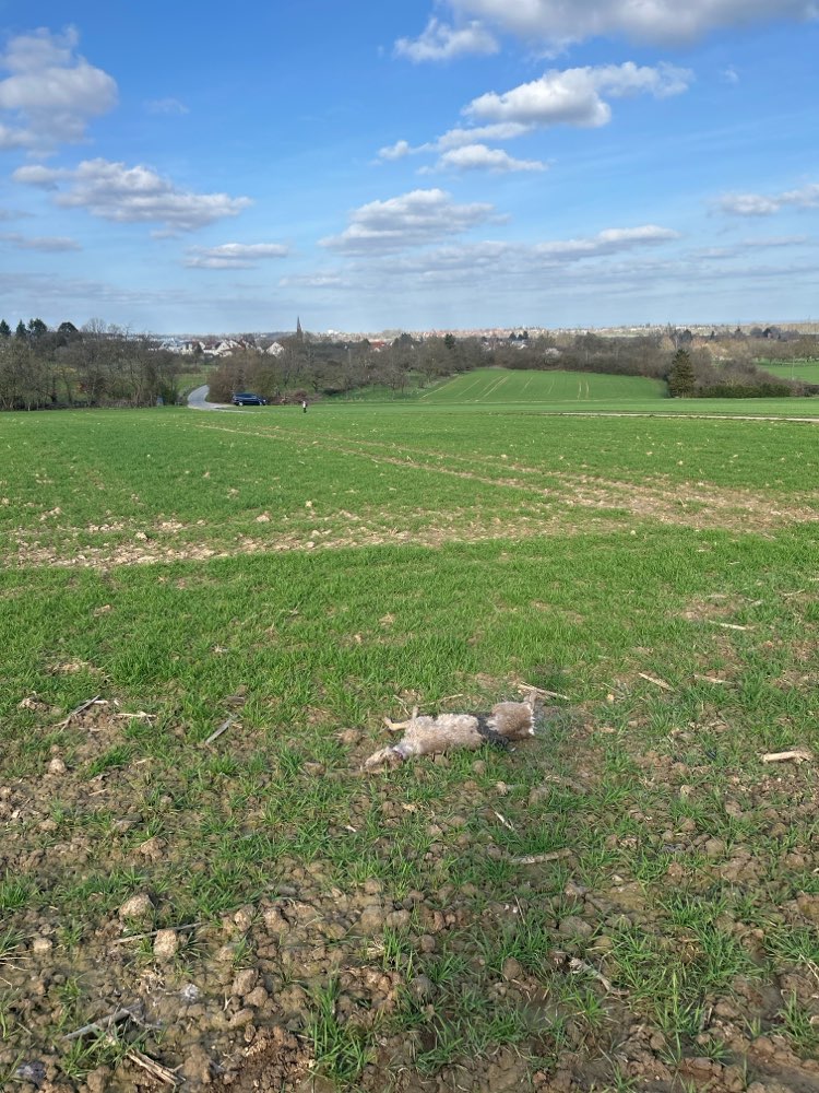 Giftköder-Rehkadavar-Profilbild