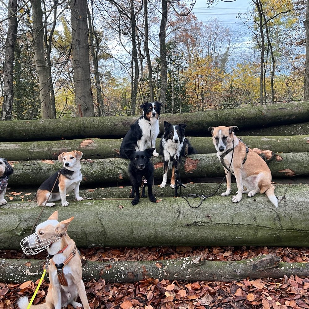Hundetreffen-Gemeinsame Spaziergänge, Social Walks etc.-Profilbild